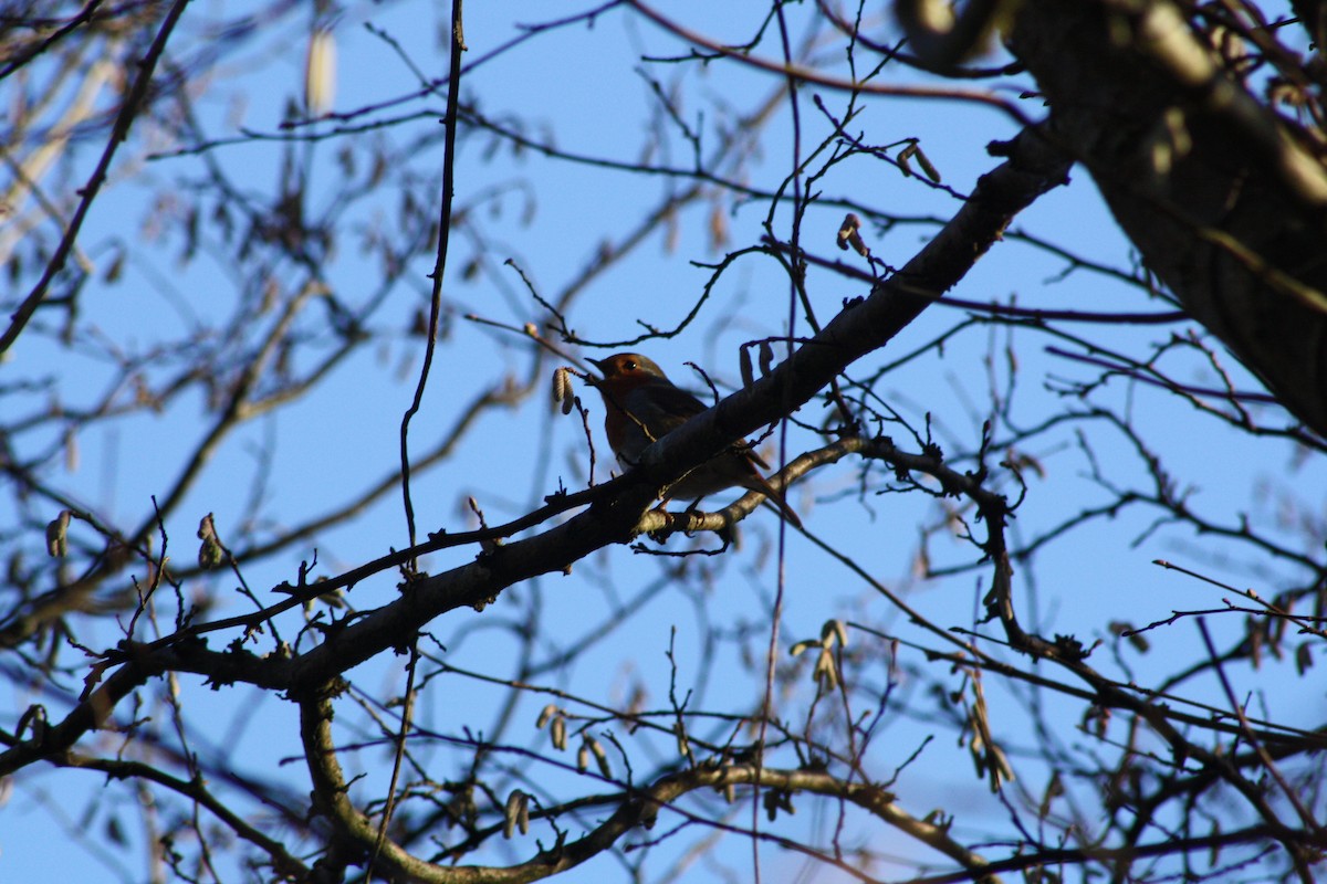 Вільшанка - ML646841836