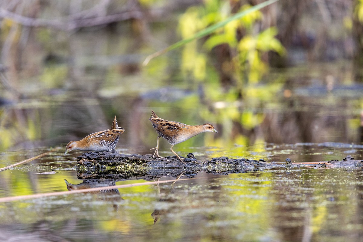 chřástal nejmenší - ML646841837