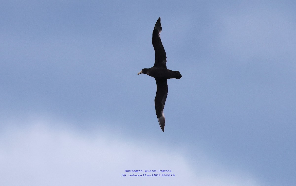 סערון-ענק דרומי - ML646841838