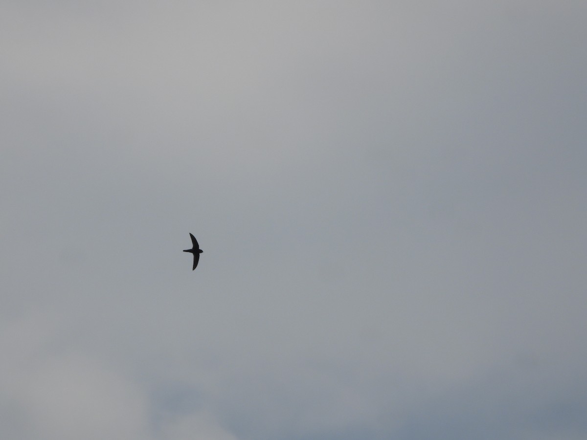 Little Swift - ML646841839