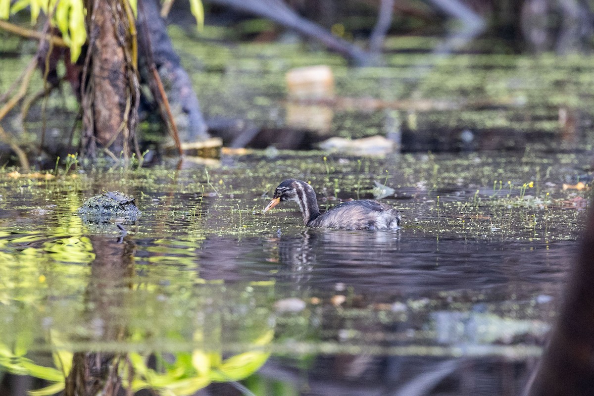 potápka malá - ML646841840