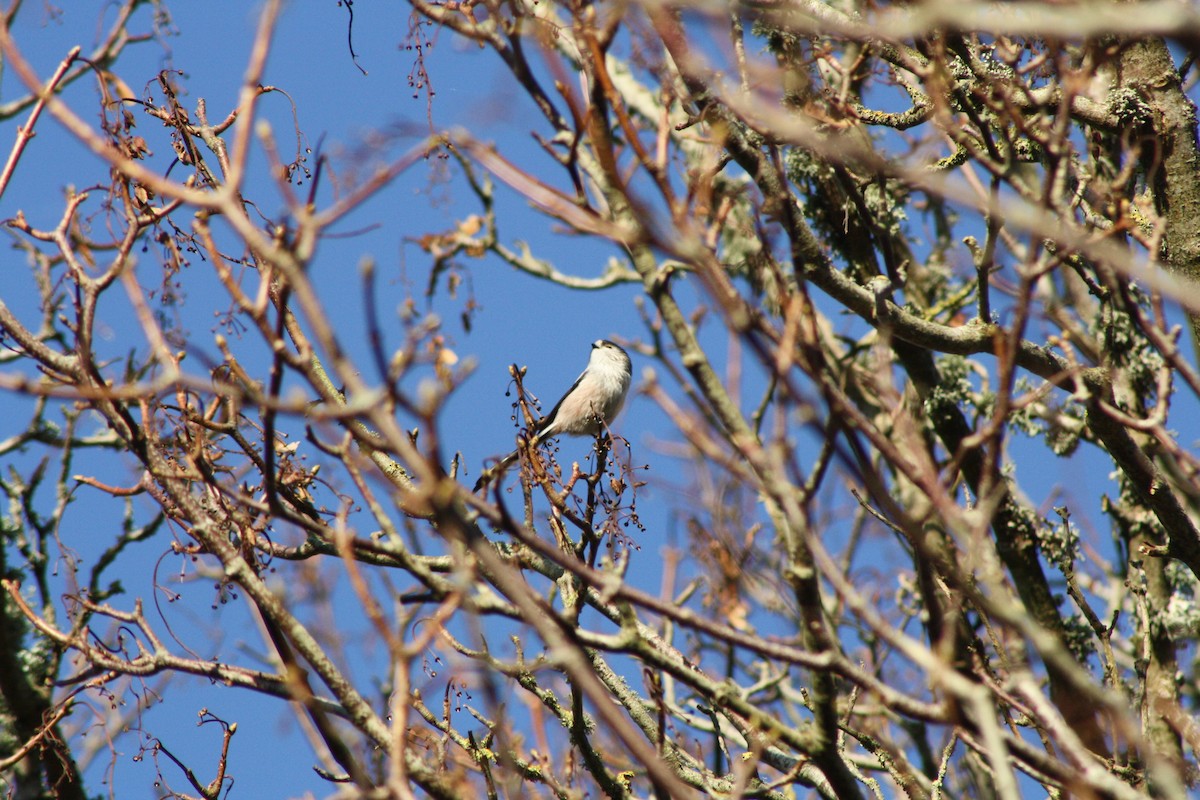 Синиця довгохвоста - ML646841843