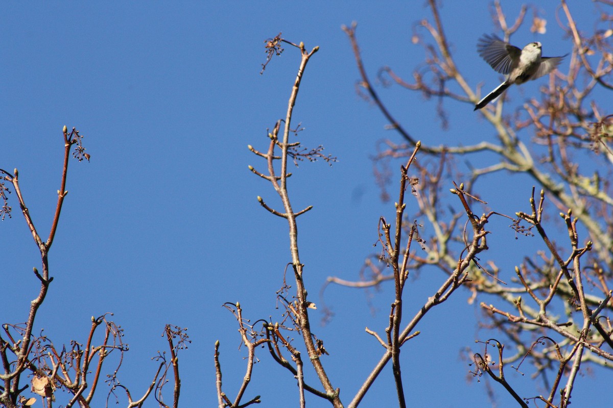 Синиця довгохвоста - ML646841844