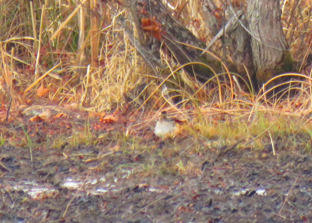 Animals - ML646841846