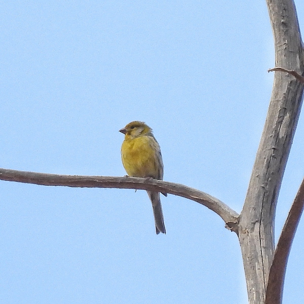 Island Canary - ML646841847
