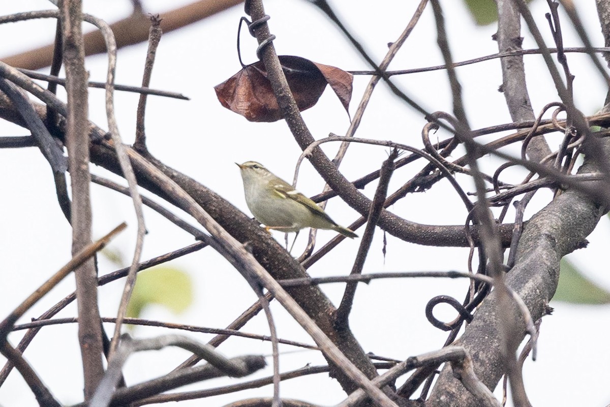 budníček pruhohlavý - ML646841848