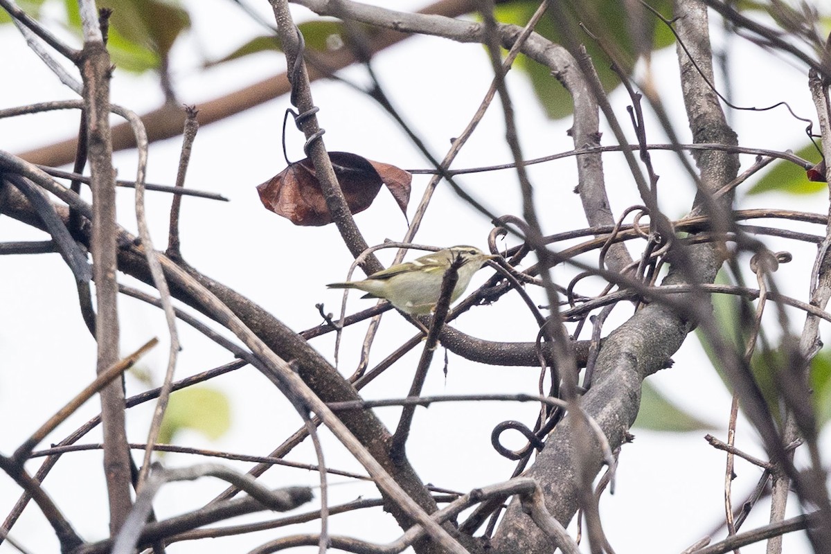 budníček pruhohlavý - ML646841849