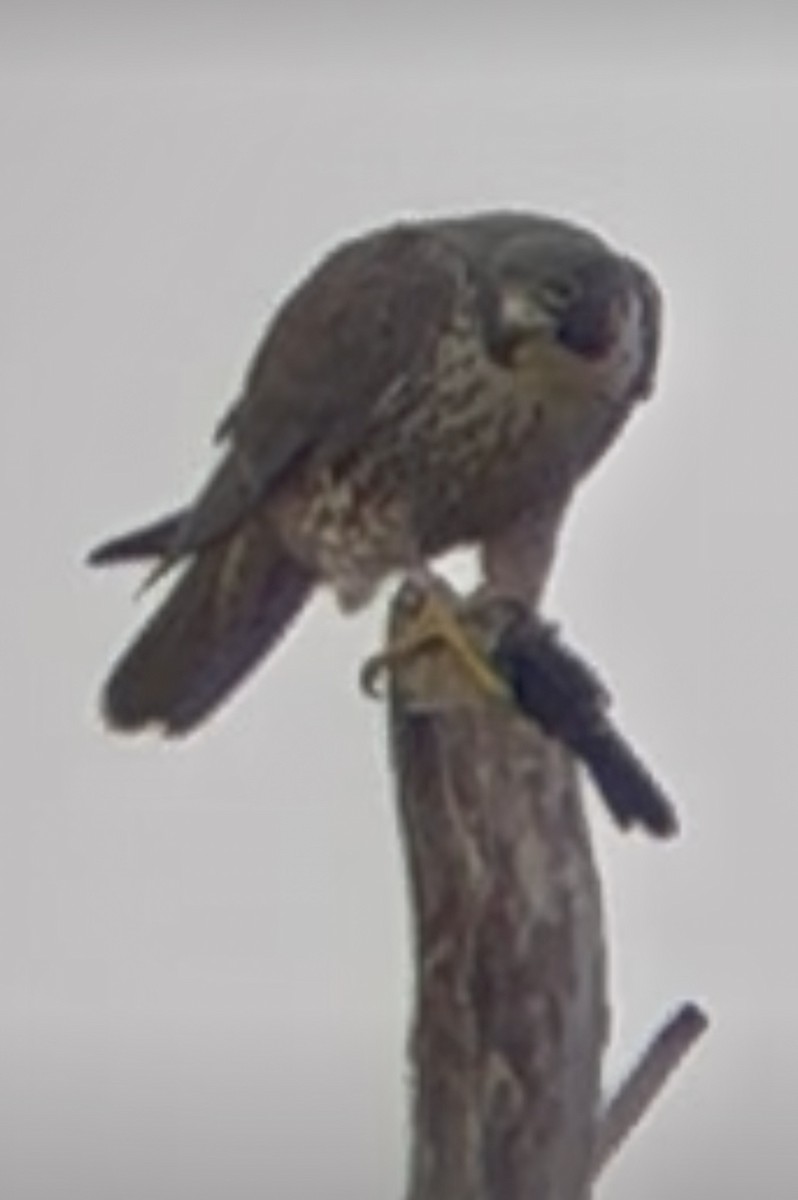 Peregrine Falcon - ML646841850