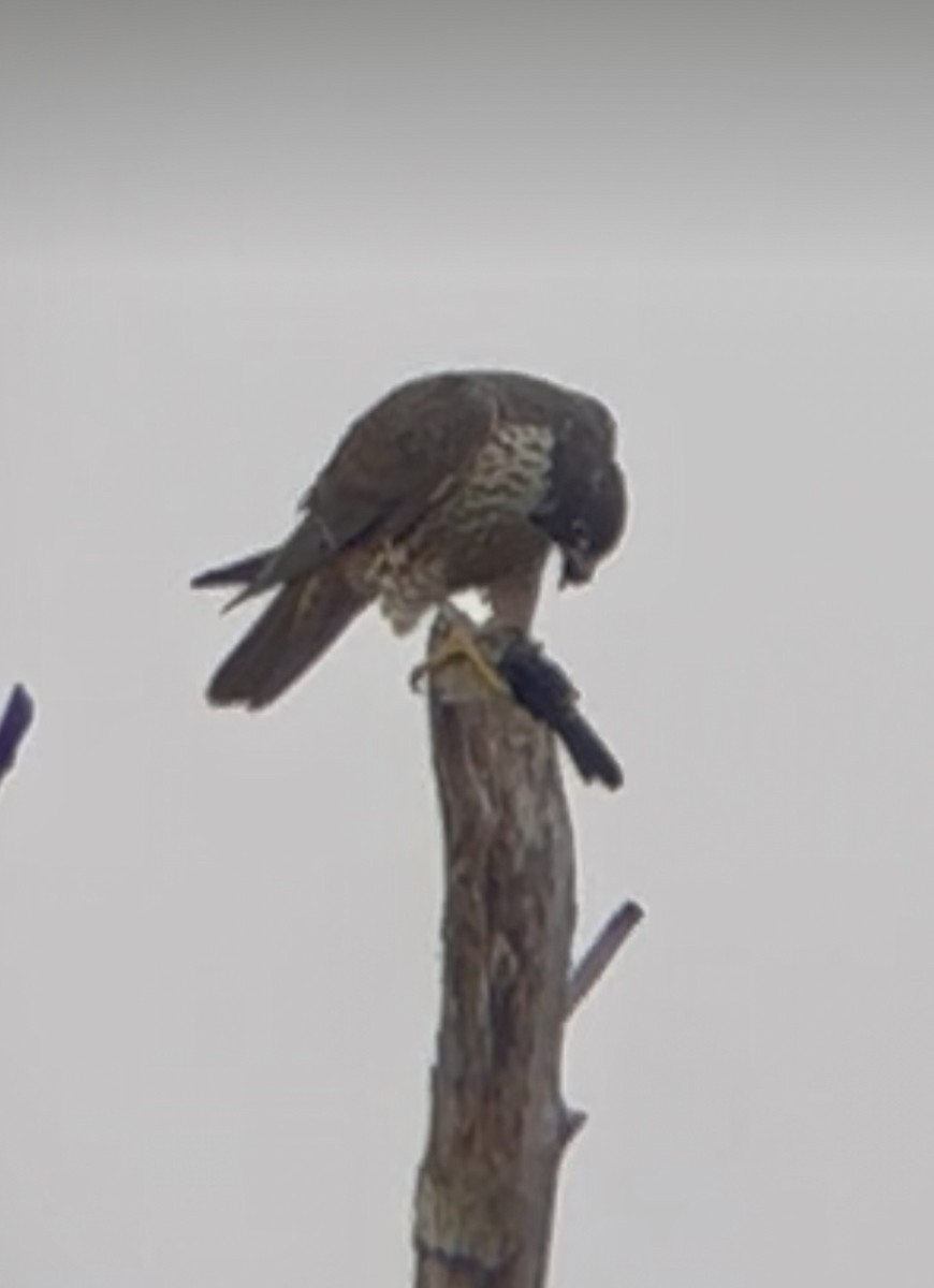 Peregrine Falcon - ML646841851