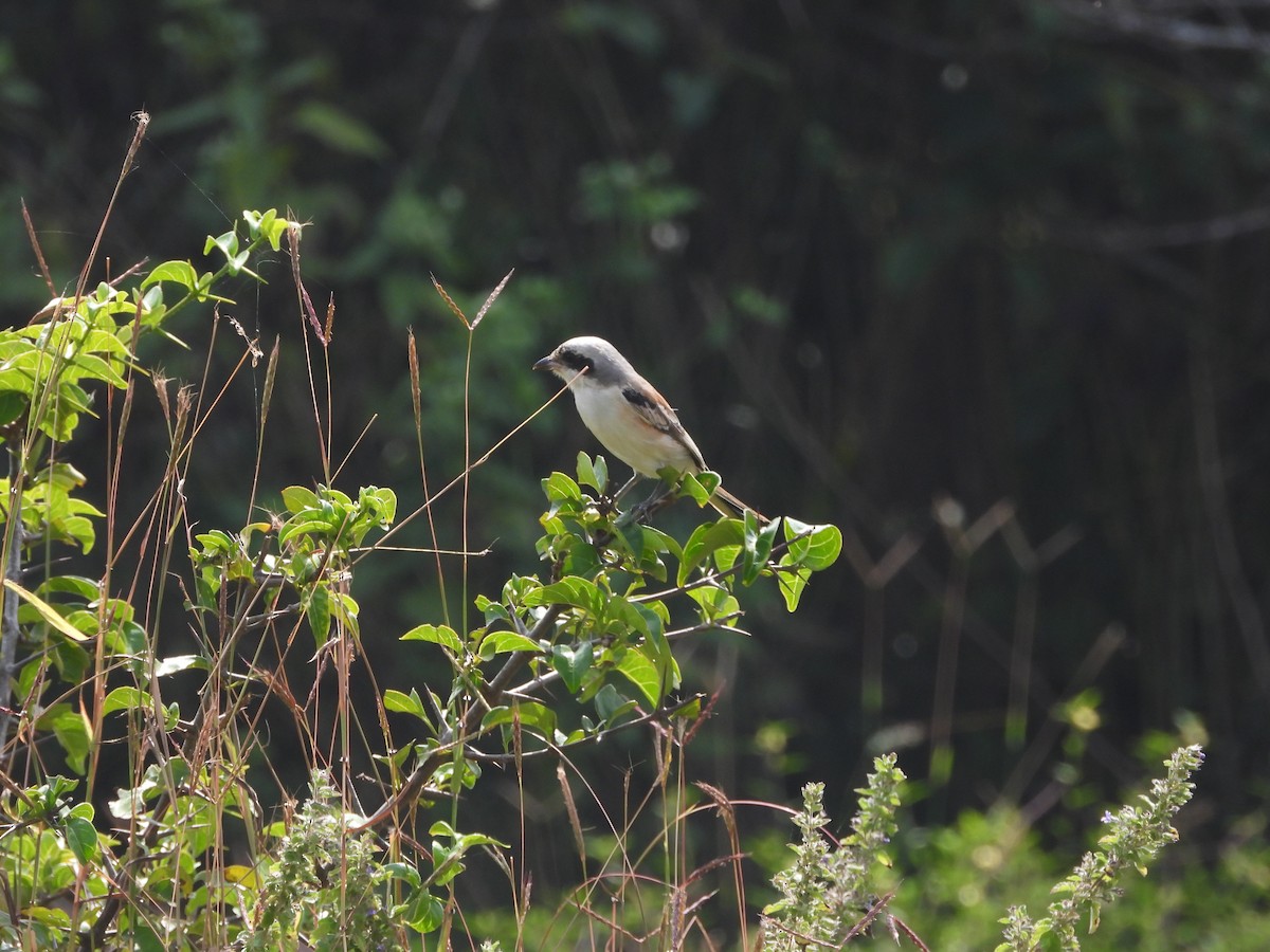 Long-tailed Shrike - ML646841852