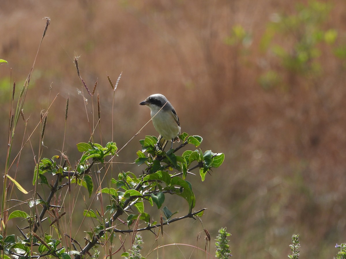 Long-tailed Shrike - ML646841853
