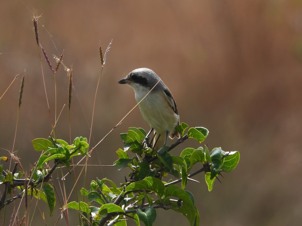 Long-tailed Shrike - ML646841854
