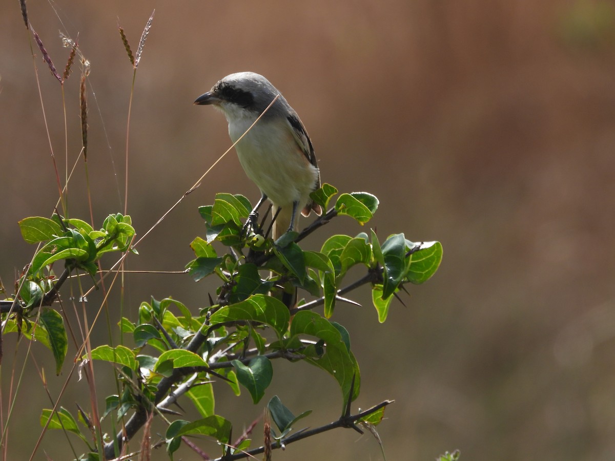 Long-tailed Shrike - ML646841855