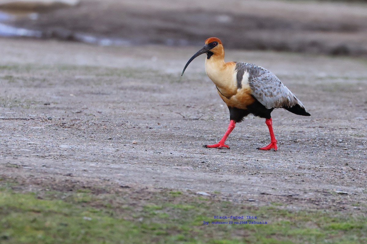 Bandurria Austral - ML646841856