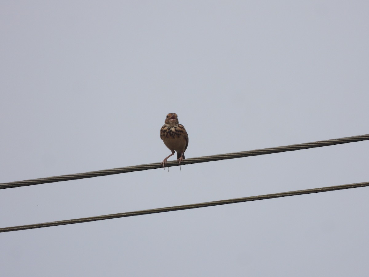 Jerdon's Bushlark - ML646841869