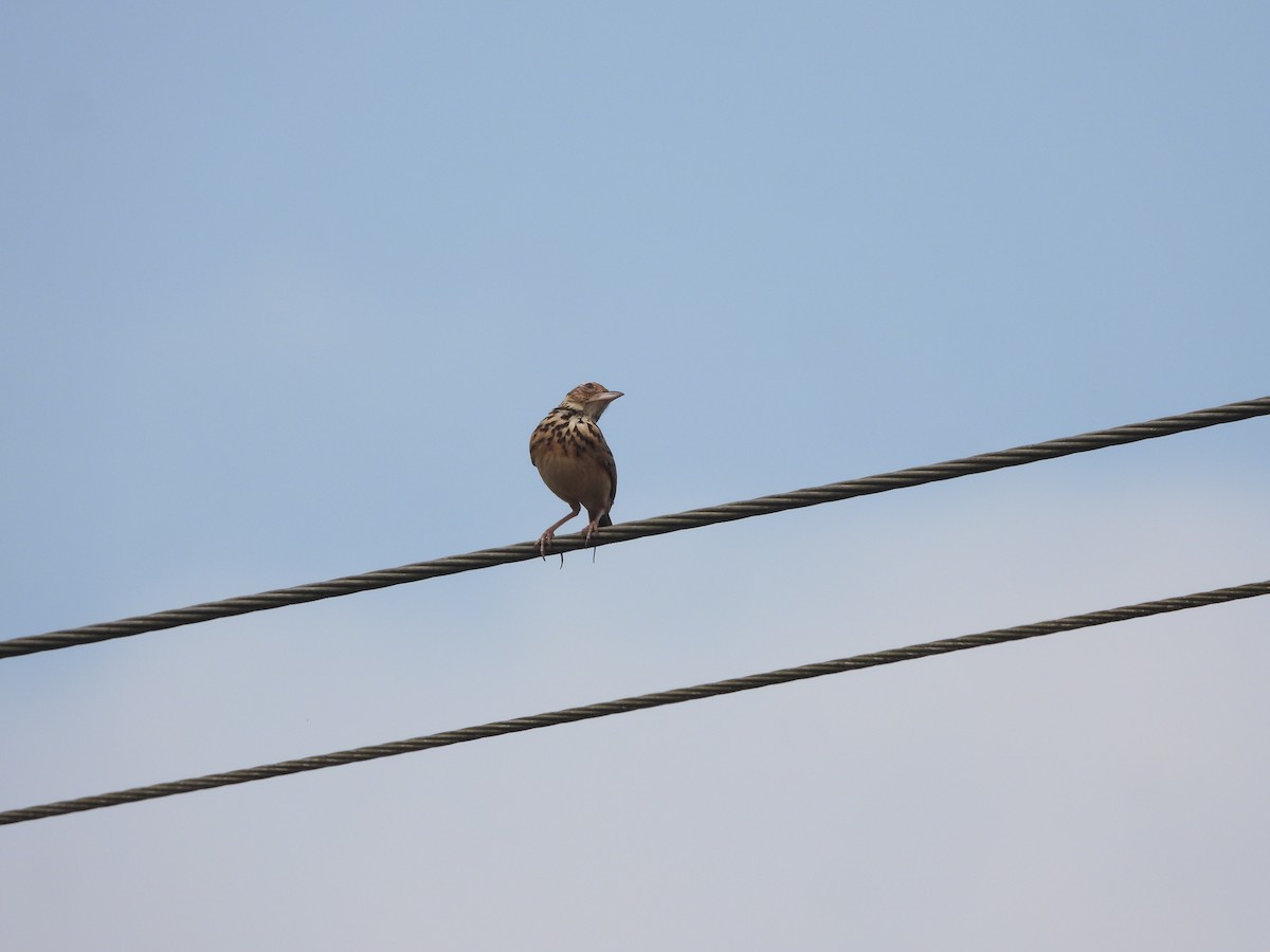 Jerdon's Bushlark - ML646841870