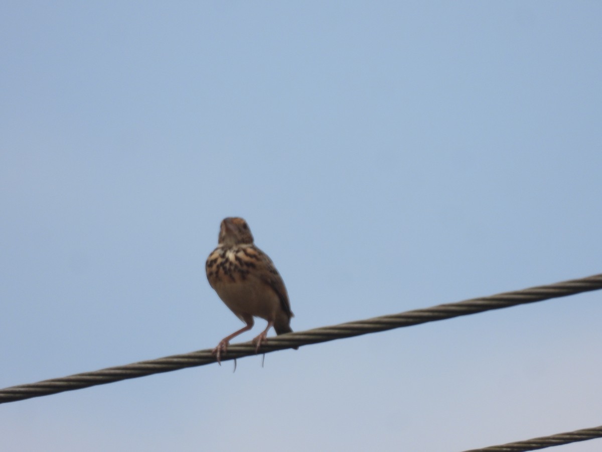 Jerdon's Bushlark - ML646841871