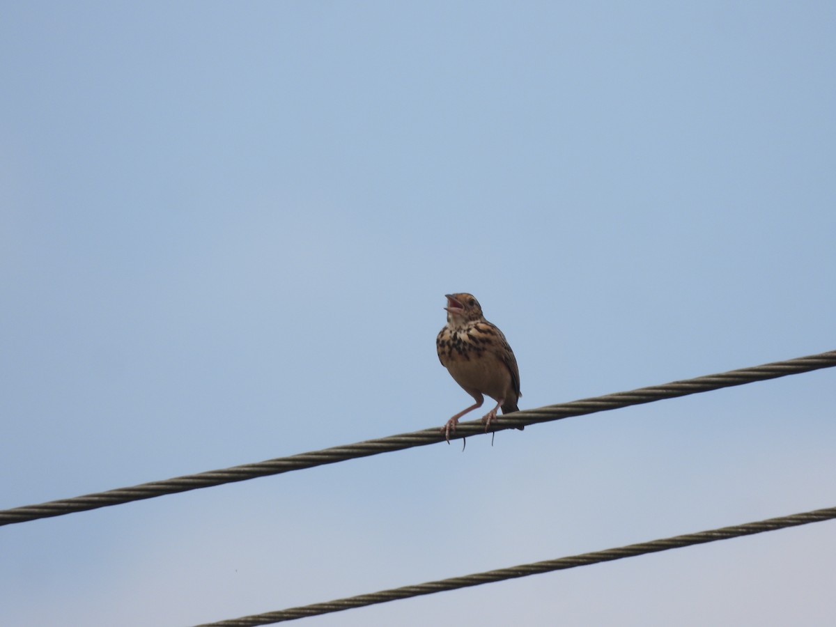 Jerdon's Bushlark - ML646841872