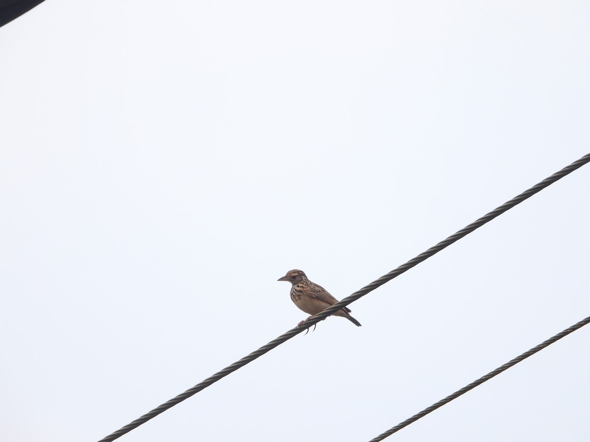 Jerdon's Bushlark - ML646841873