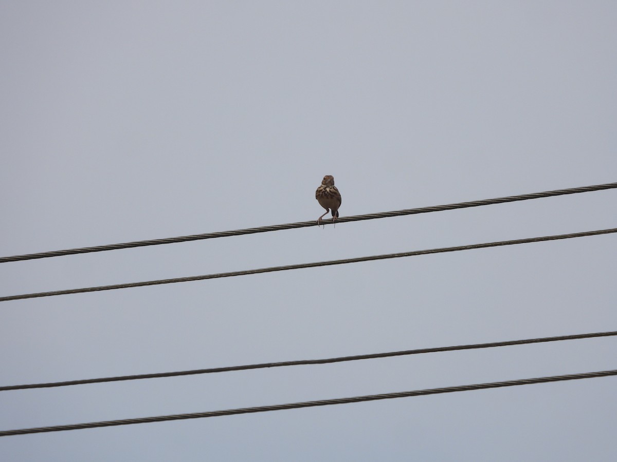 Jerdon's Bushlark - ML646841874
