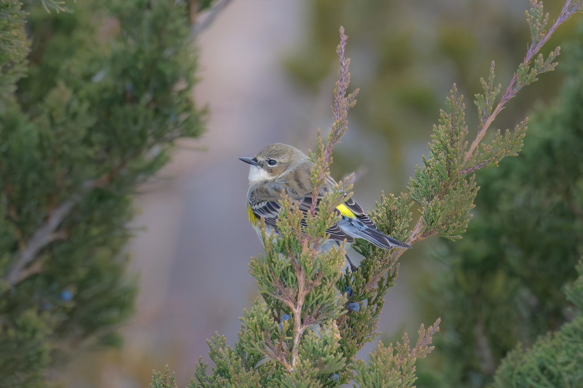 Пісняр-лісовик жовтогузий - ML646841876