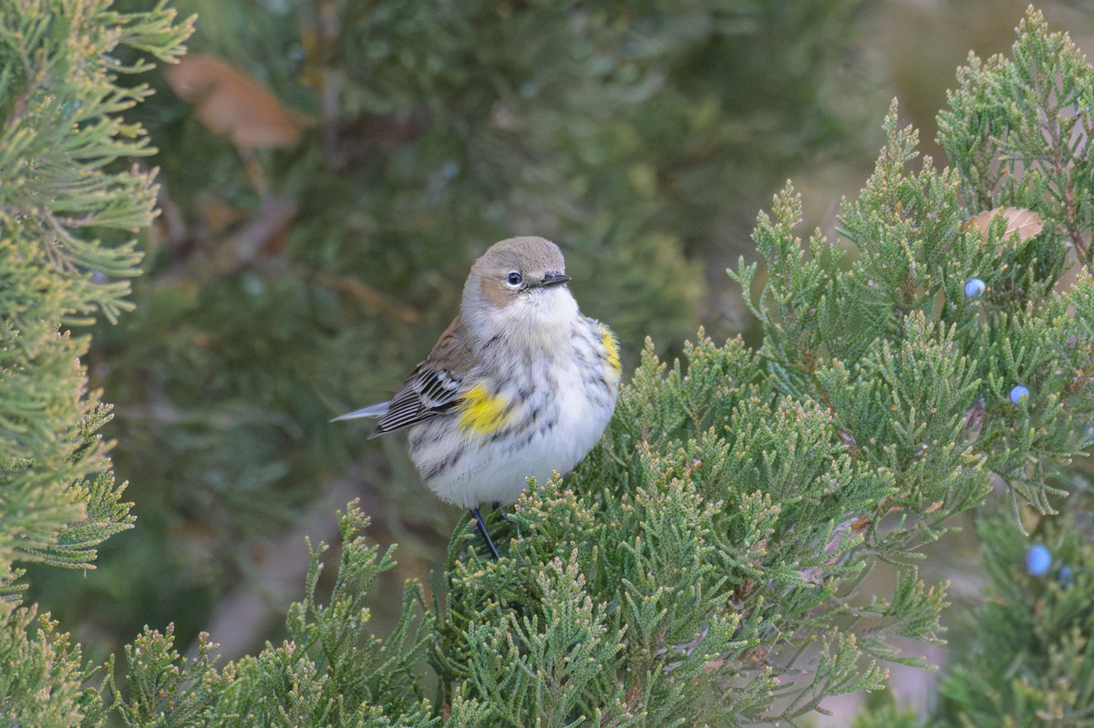 Пісняр-лісовик жовтогузий - ML646841877