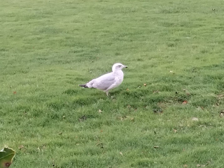 Silbermöwe - ML646841878