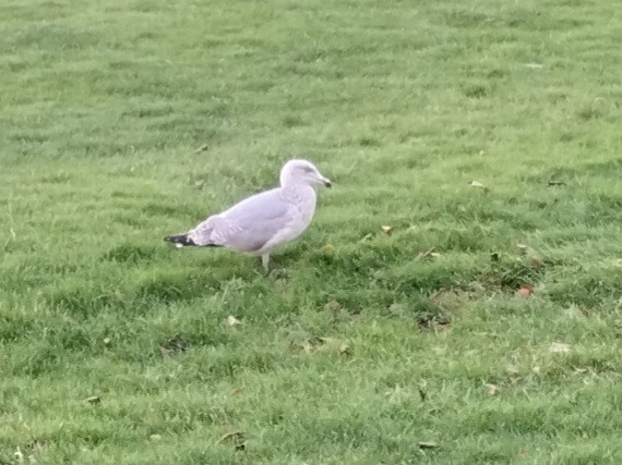 Silbermöwe - ML646841879