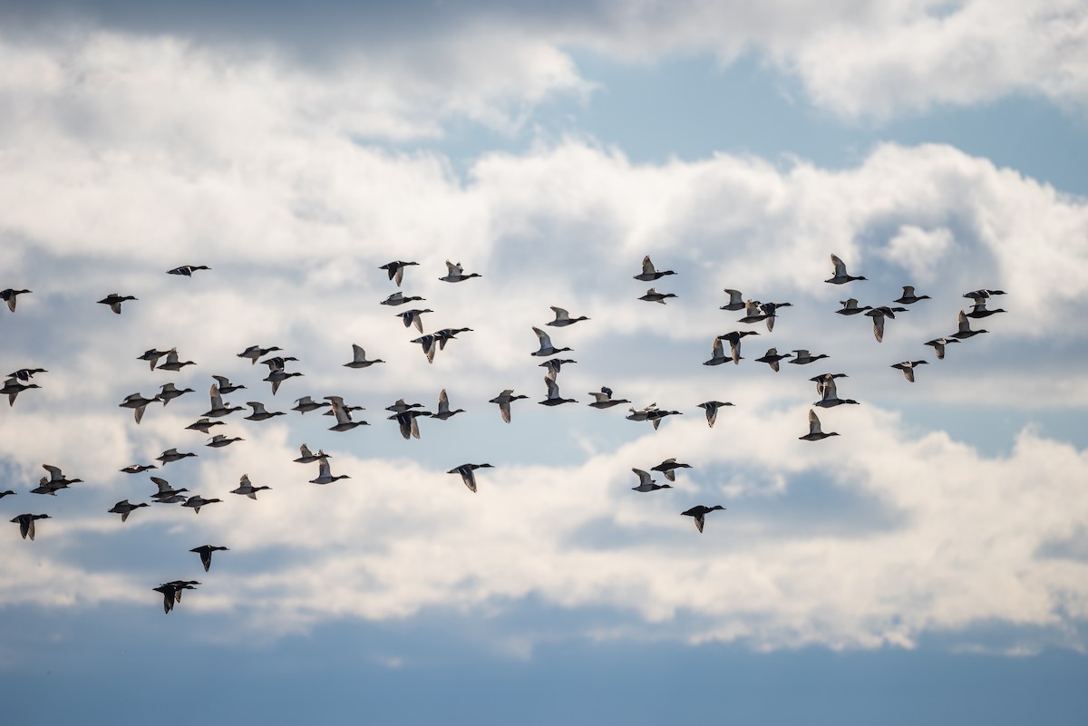 Mallard - ML646841880