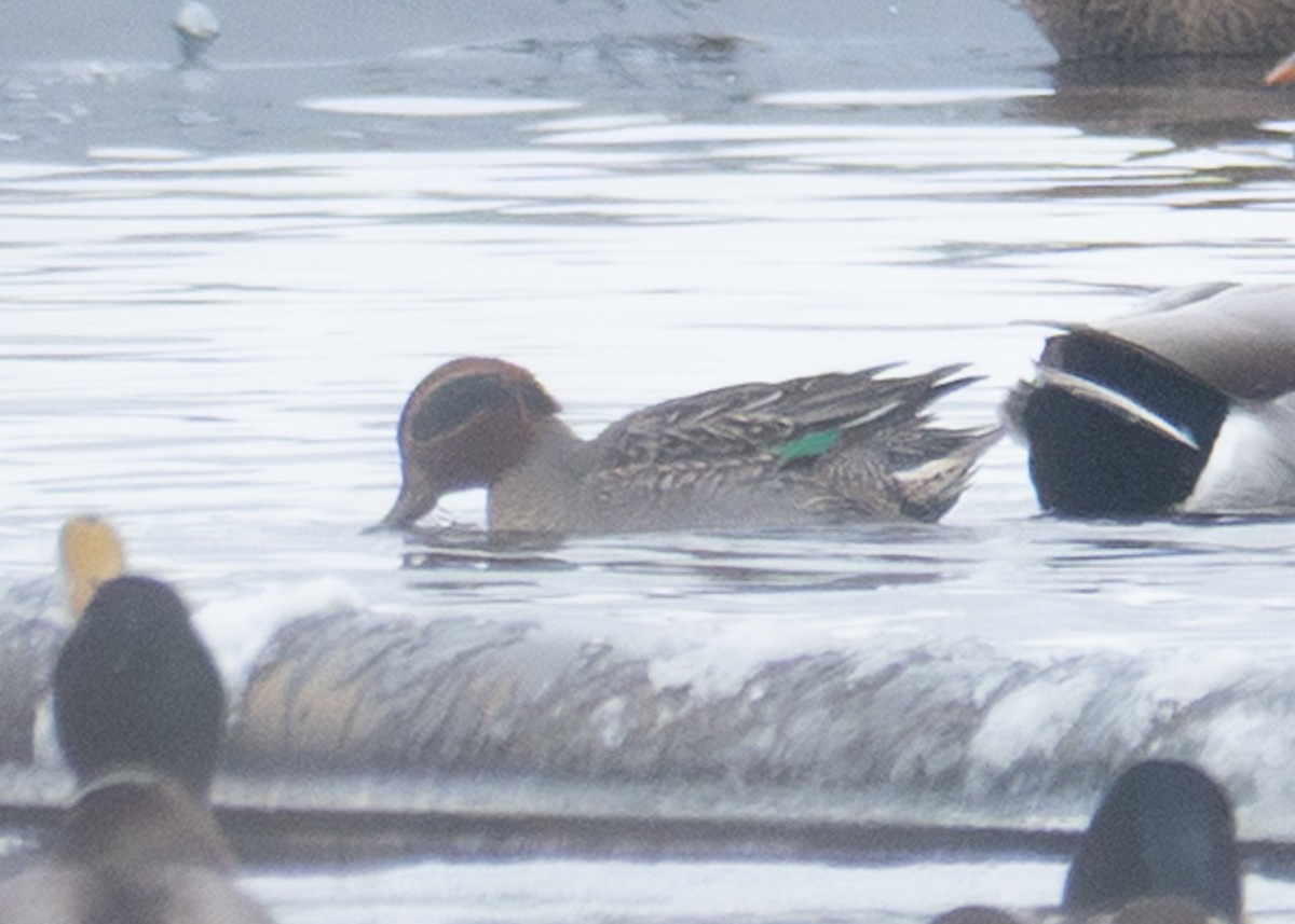 Green-winged Teal - ML646841881