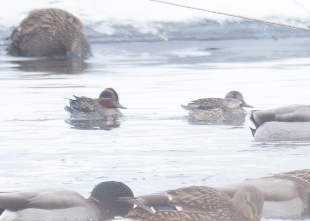 Green-winged Teal - ML646841882