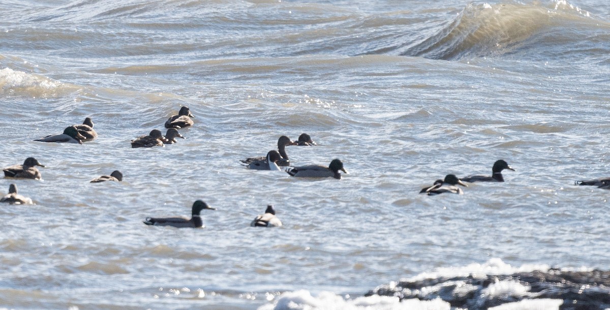 Northern Pintail - ML646841886