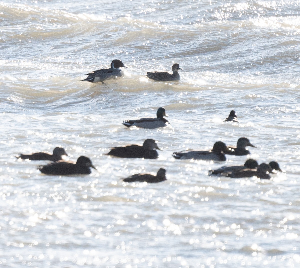 Northern Pintail - ML646841887