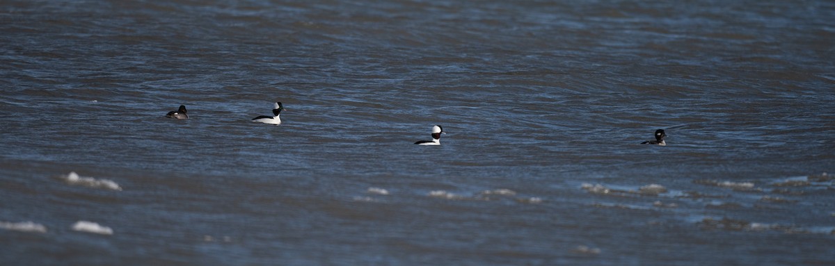 Bufflehead - ML646841890