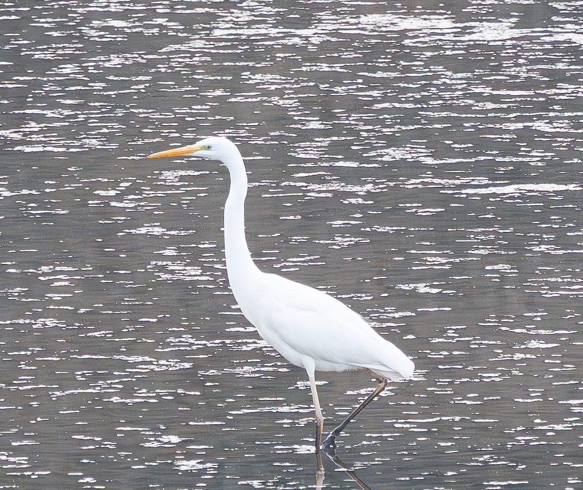 Koartza zuria (eurasiarra) - ML646841914