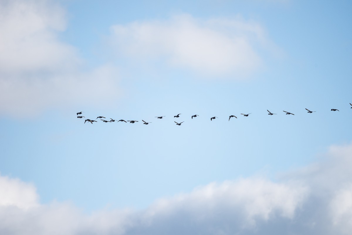 Canvasback - ML646841915