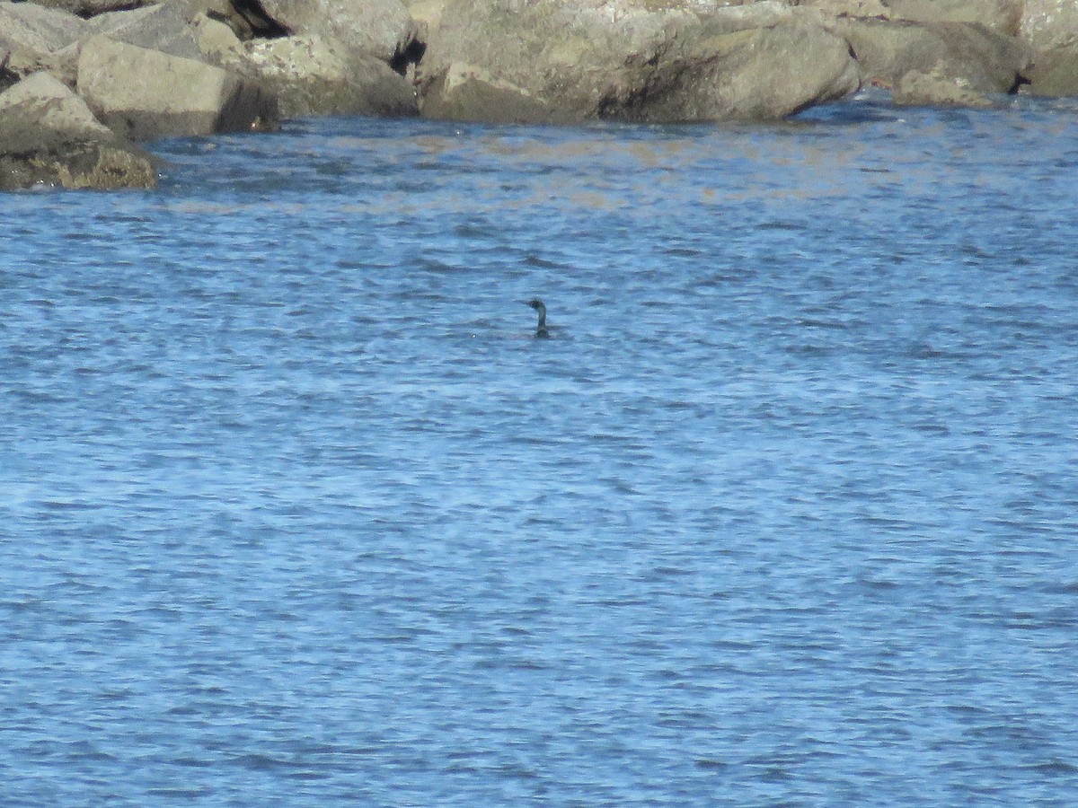 Brandt Karabatağı - ML646841916