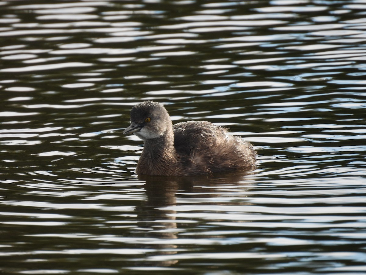 ヒメカイツブリ - ML646841928