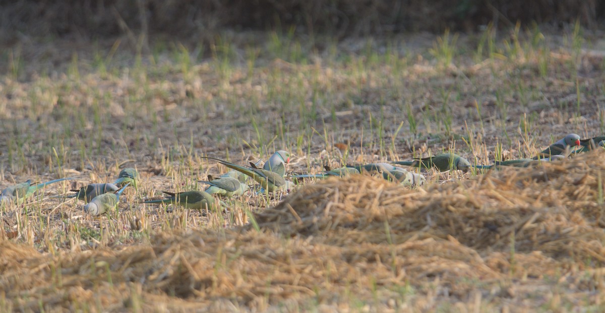 Malabar Parakeet - ML646841929