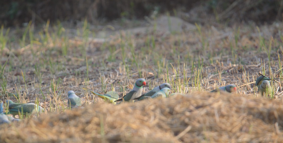 Malabar Parakeet - ML646841930