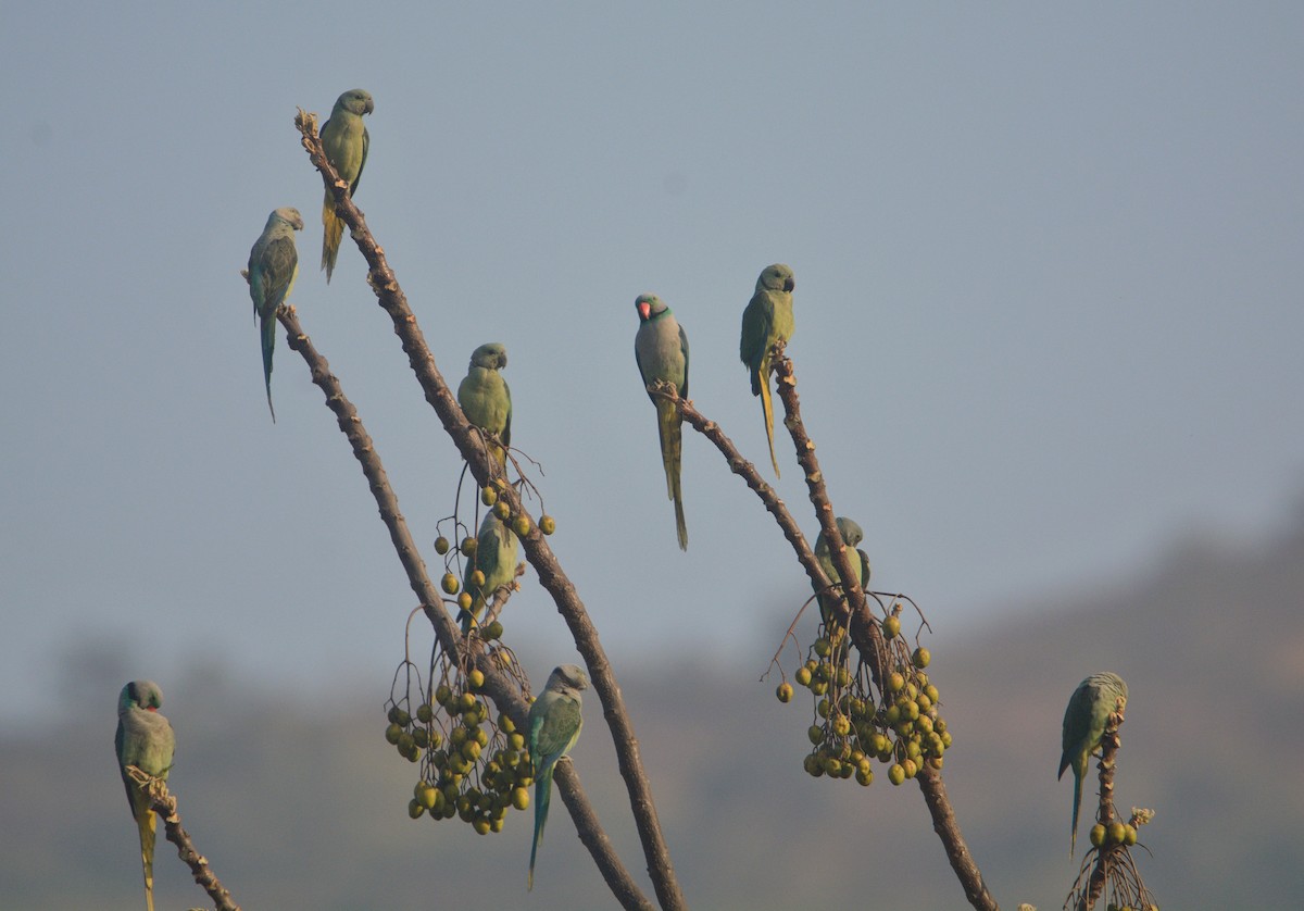 Malabar Parakeet - ML646841931
