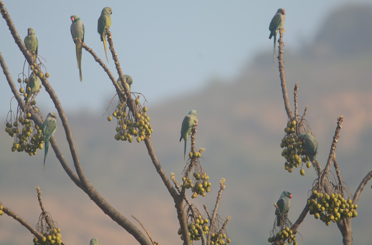 Malabar Parakeet - ML646841932