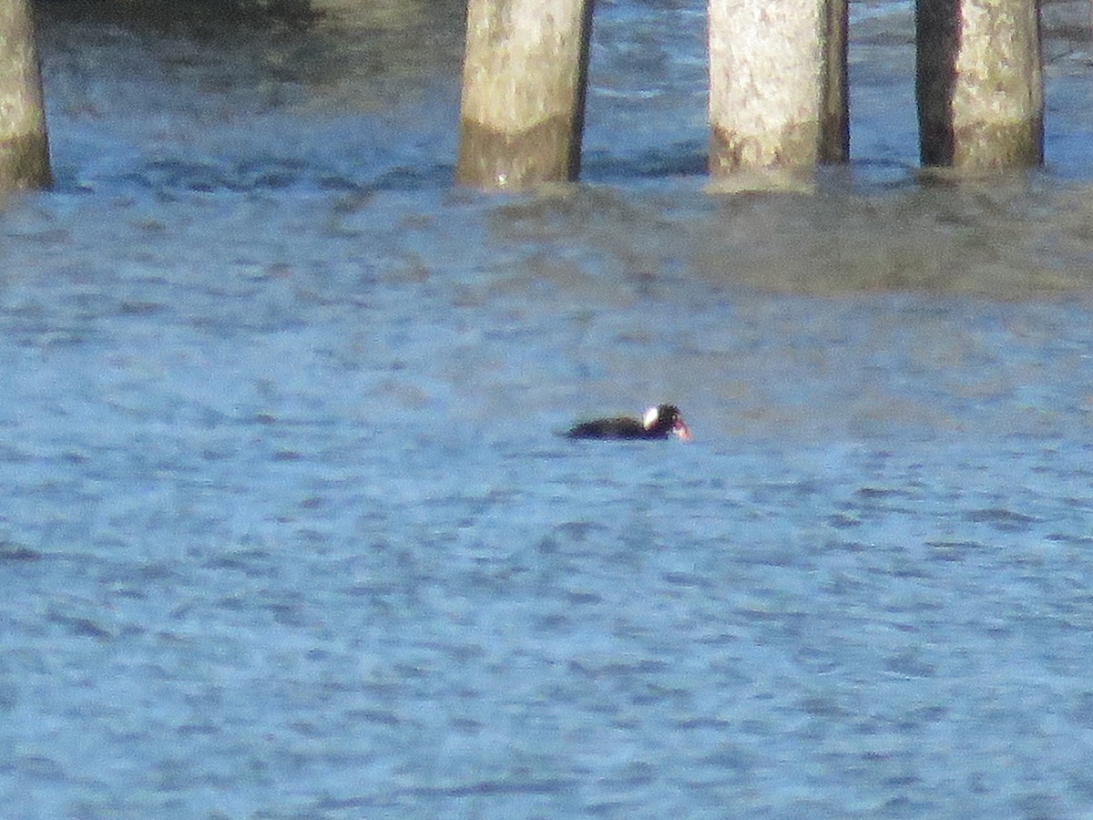 Yamalı Ördek - ML646841934