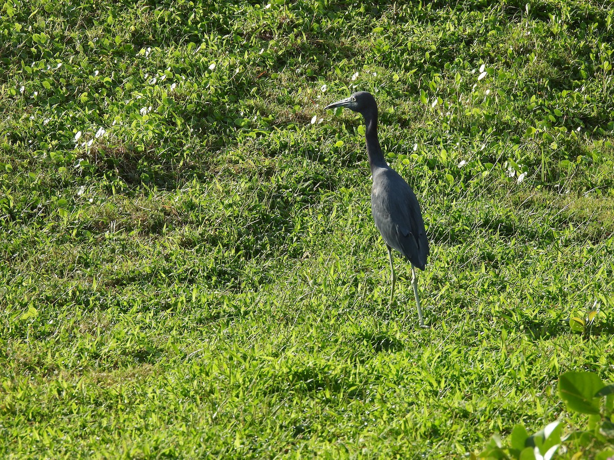 ヒメアカクロサギ - ML646841938