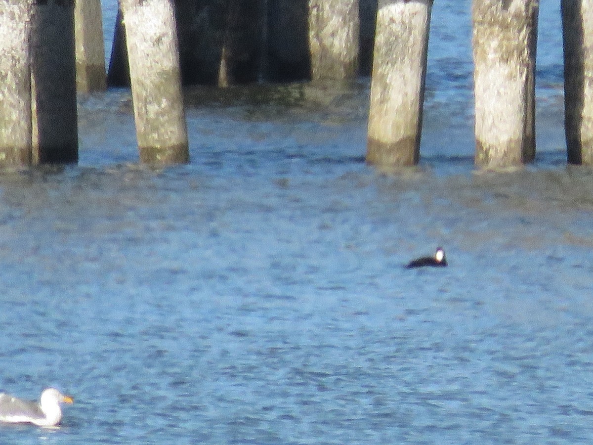 Western Gull - ML646841951