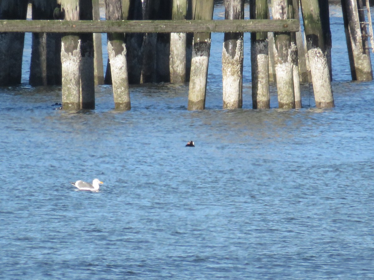 Western Gull - ML646841952