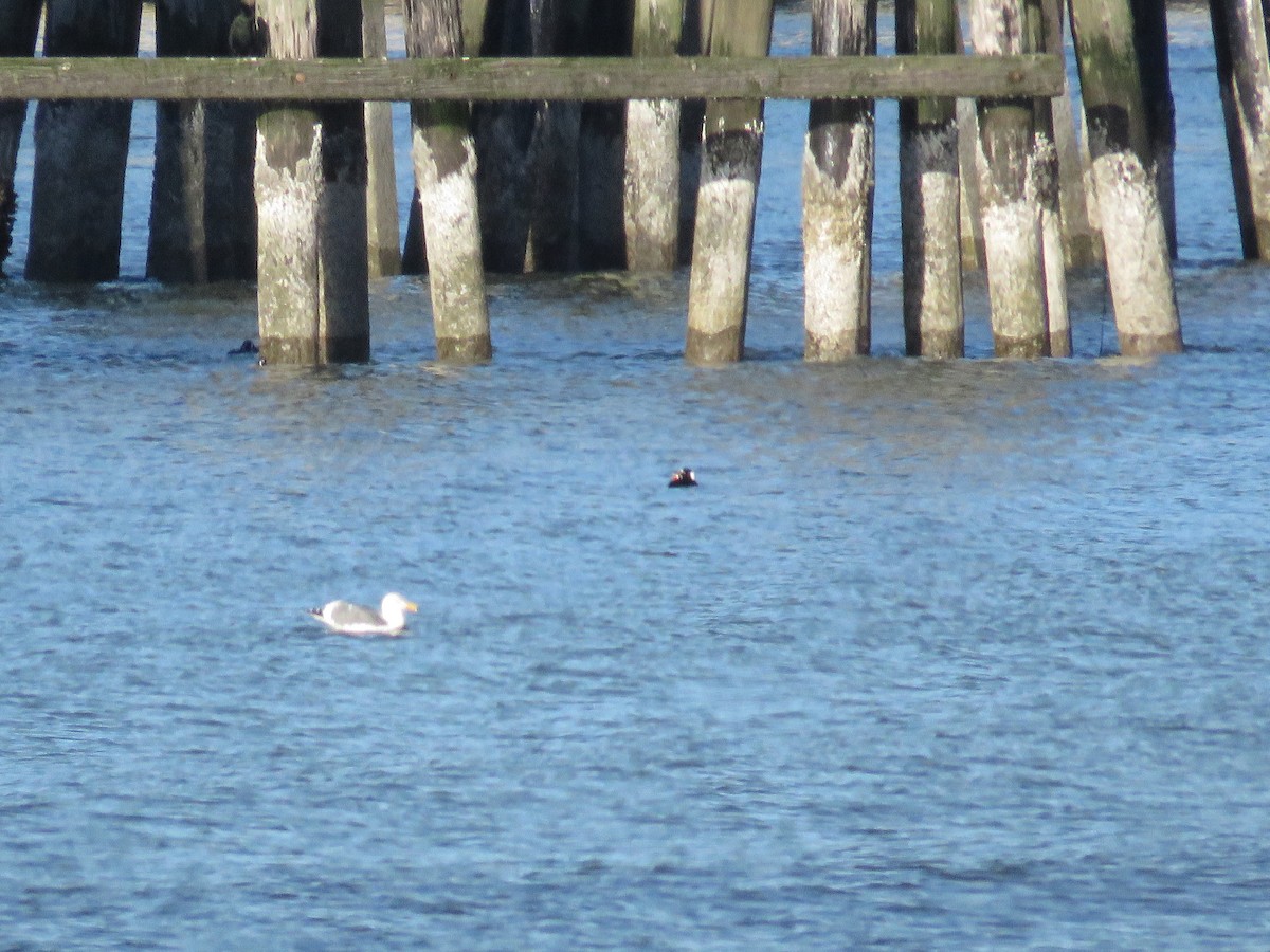 Western Gull - ML646841953