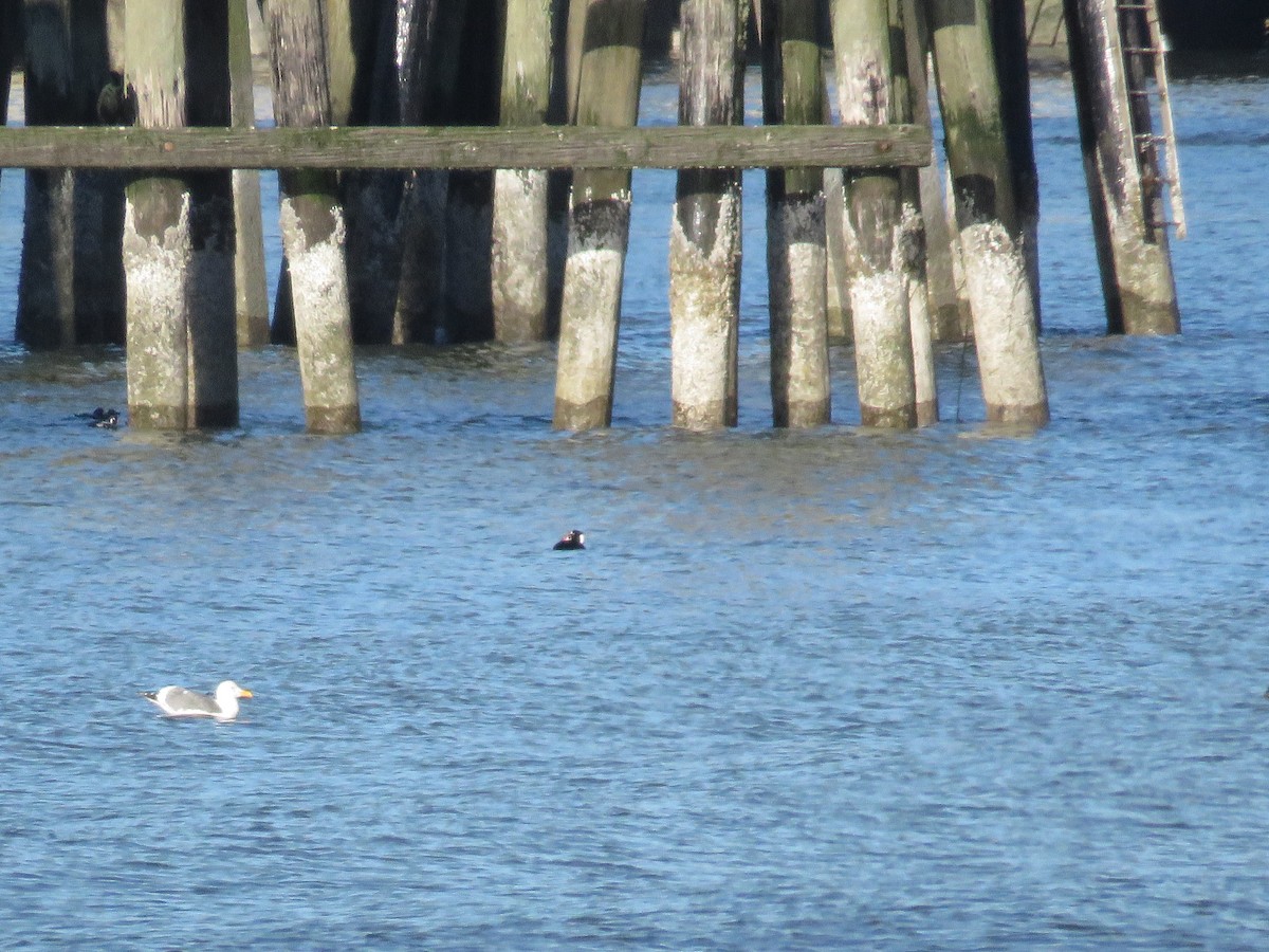 Western Gull - ML646841954