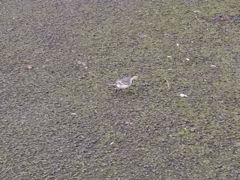 linerle - ML646841961