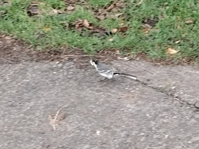 linerle - ML646841962